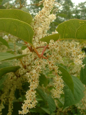 Reynoutria japonica2.jpg © J.F. Gaffard Jeffdelonge at fr.wikipedia