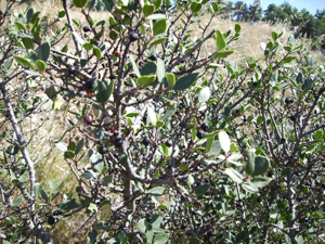Rhamnus alaternus,Aladern.jpg © No machine-readable author provided. Victor M. Vicente Selvas assumed (based on copyright claims).