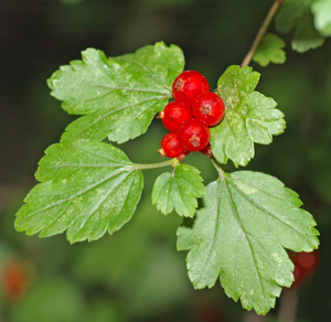 Ribes alpinum - berries (aka).jpg © André Karwath aka Aka