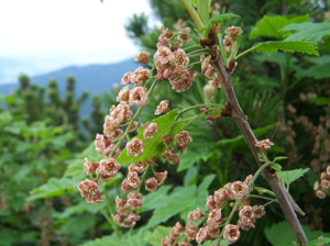 Ribes petraeum a2.jpg © opioła Jerzy