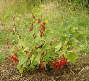 Ribes rubrum 1.jpg © Commons