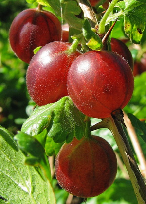 Stachelbeere (Ribes uva-crispa).jpg © Darkone