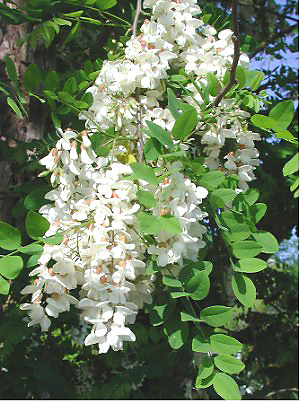 Robina9146.JPG © Pollinator at English Wikipedia