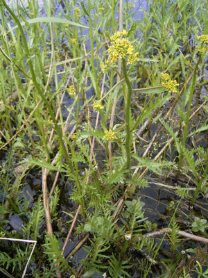 Rorippa amphibia plant.jpg © Commons