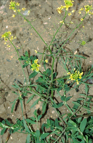 Rorippa sylvestris eF.jpg © Commons
