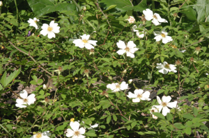 Rosa arvensis (Liege-Rose) IMG 24814.JPG © HermannSchachner