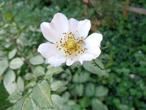Rosa corymbifera 01.JPG © AfroBrazilian