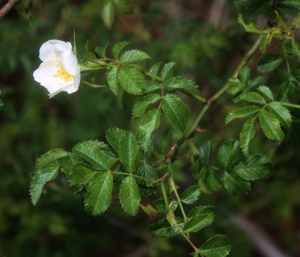 Rosa micrantha 3.jpg © Franz Xaver