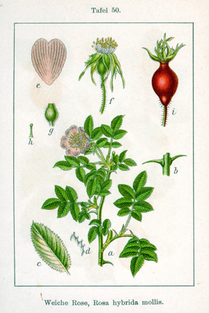 Rosa mollis Sturm08050.jpg © Johann Georg Sturm (Painter: Jacob Sturm)