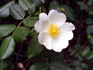 Rosa pouzinii FlowerCloseup SierraMadrona.jpg © Javier martin