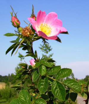 Rosa rubiginosa mit einigen Knospen-2.jpg © Rosa_rubiginosa_mit_einigen_Knospen.jpg: Sebastian Bieber derivative work: Bff