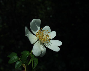 Rosa sempervirens 02062003 2.JPG © H Brisse (upload by Abalg)