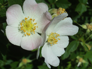 Rosa stylosa subsp. nevadensis Closeup 2300m SierraNevada.jpg © Javier martin