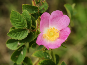 Rosa tomentosa (flower).jpg © Hans Hillewaert