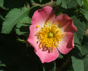 Rosa villosa.jpg © Manfred Heyde