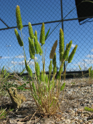 Rostraria cristata plant2 (7405576404).jpg © Harry Rose from South West Rocks, Australia