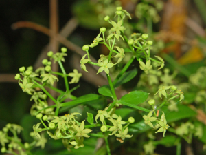 Rubiaceae - Rubia peregrina-1.JPG © Hectonichus