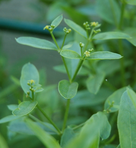 Rubia tinctorum flowers.jpg © Carstor