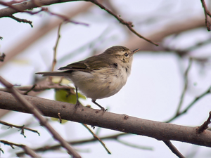 Greenish Warbler I IMG 0565.jpg © J.M.Garg