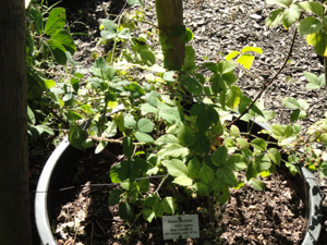 Rubus silvaticus - Botanischer Garten, Frankfurt am Main - DSC02485.JPG © Daderot