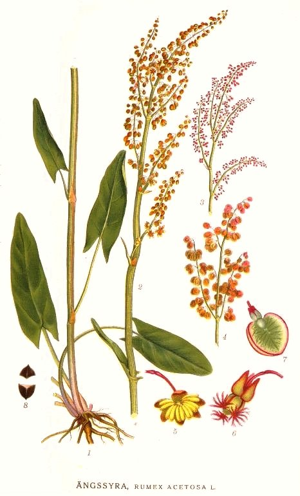 359 Rumex acetosa.jpg © Commons