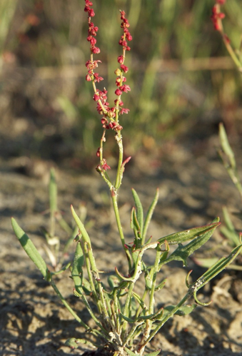 Ahosuolaheinä (Rumex acetosella).jpg &copy; Commons
