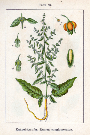 Rumex conglomeratus Sturm50.jpg © Johann Georg Sturm (Painter: Jacob Sturm)