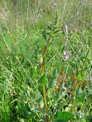 Rumex crispus re.jpg © Retama
