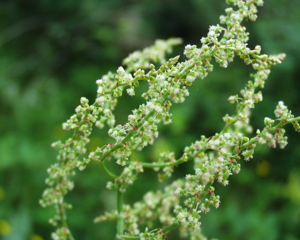 Rumex intermedius01052002inflorescence.JPG © Henry Brisse (upload by user:Abalg)