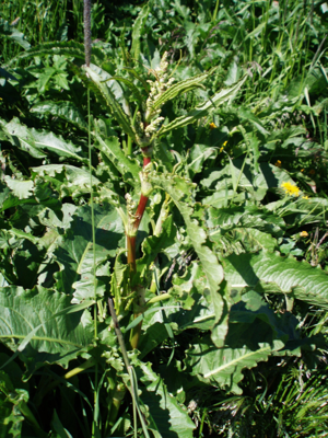 Rumex longifolius - Iceland - 2007-07-08.jpg © de:User:Jutta234