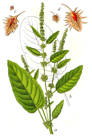 Rumex obtusifolius Sturm48.jpg © Johann Georg Sturm (Painter: Jacob Sturm)
