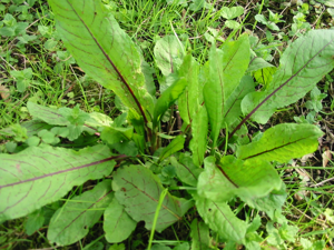 Rumex sanguineus var sanguineus.JPG © Hinko Talsma