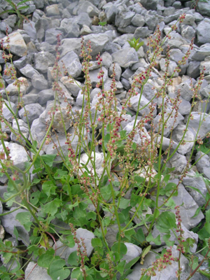 Rumex scutatus.JPG © Thomas Mathis