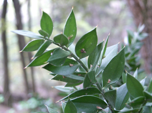 Ruscus aculeatus3.jpg © KENPEI