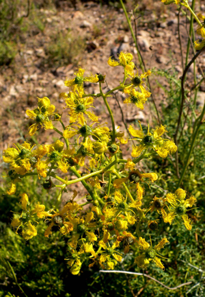 Ruta angustifolia.jpg © Nanosanchez