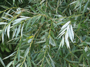 Salix alba leaves.jpg © No machine-readable author provided. MPF assumed (based on copyright claims).