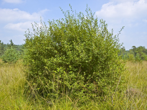 Salix aurita 007.jpg © Willow