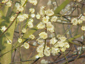 Salix caprea8.jpg © Kurt Stüber [1]