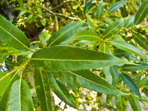 Salix fragilis 001.jpg © Willow