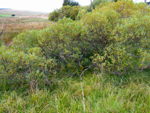Salix pentandra0.jpg © MPF
