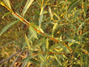 Salix purpurea 1.JPG © Xemenendura
