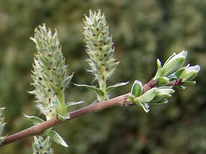 Salix repens a2.jpg © Opioła Jerzy (Poland)