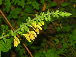 Lamiaceae - Salvia glutinosa-1.JPG © Hectonichus