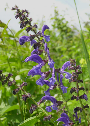 Wiesensalbei 1.jpg © Commons