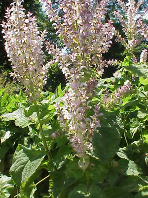 Salvia sclarea3.jpg © Commons