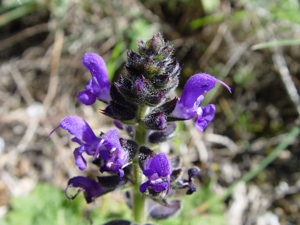 Salvia verbenaca b.JPG © Commons