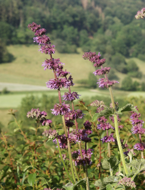 Salvia verticillata 240606.jpg © Bernd Haynold