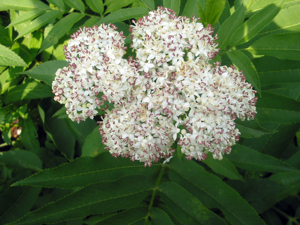 Sambucus ebulus bgiu.jpg © No machine-readable author provided. Bogdan assumed (based on copyright claims).