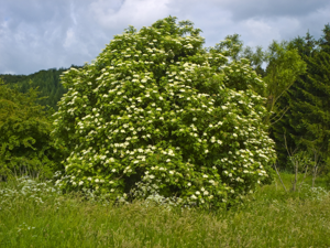 Sambucus nigra 004.jpg © Willow