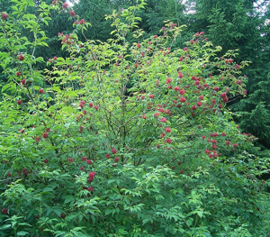 Sambucus racemosa ies.jpg © Frank Vincentz